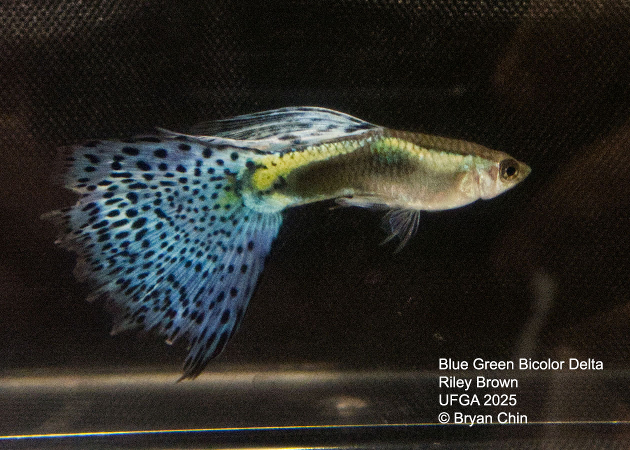 Guppy Blue Green Bicolor